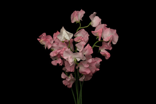 Sweet Pea Salmon Pink (MOQ : 50Stems/Bunch) ETA 25 Jan 2025