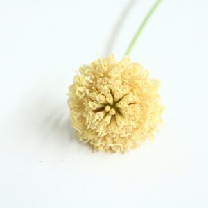 Scabiosa Apricot (50 cm)