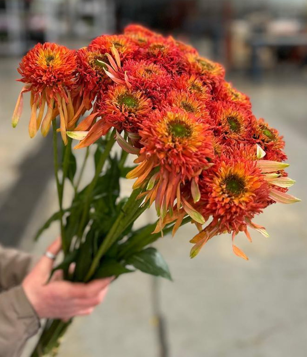 Echinacea Palmera (50cm)