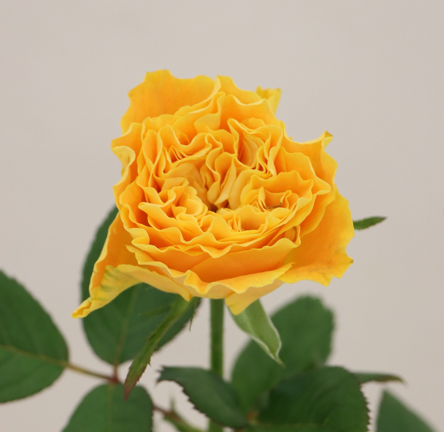 新入荷!! Mango Riva