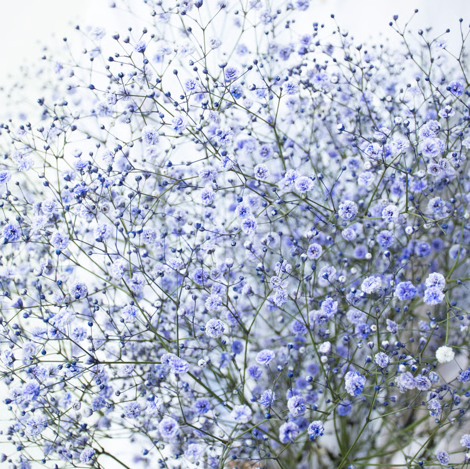 顏色隨機!! Gypsophila elegans Tinted 染め5色ミックス