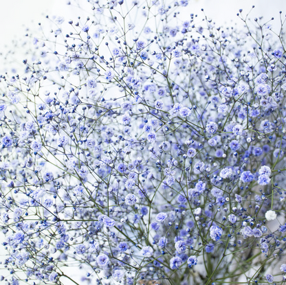 顏色隨機!! Gypsophila elegans Tinted 染め5色ミックス
