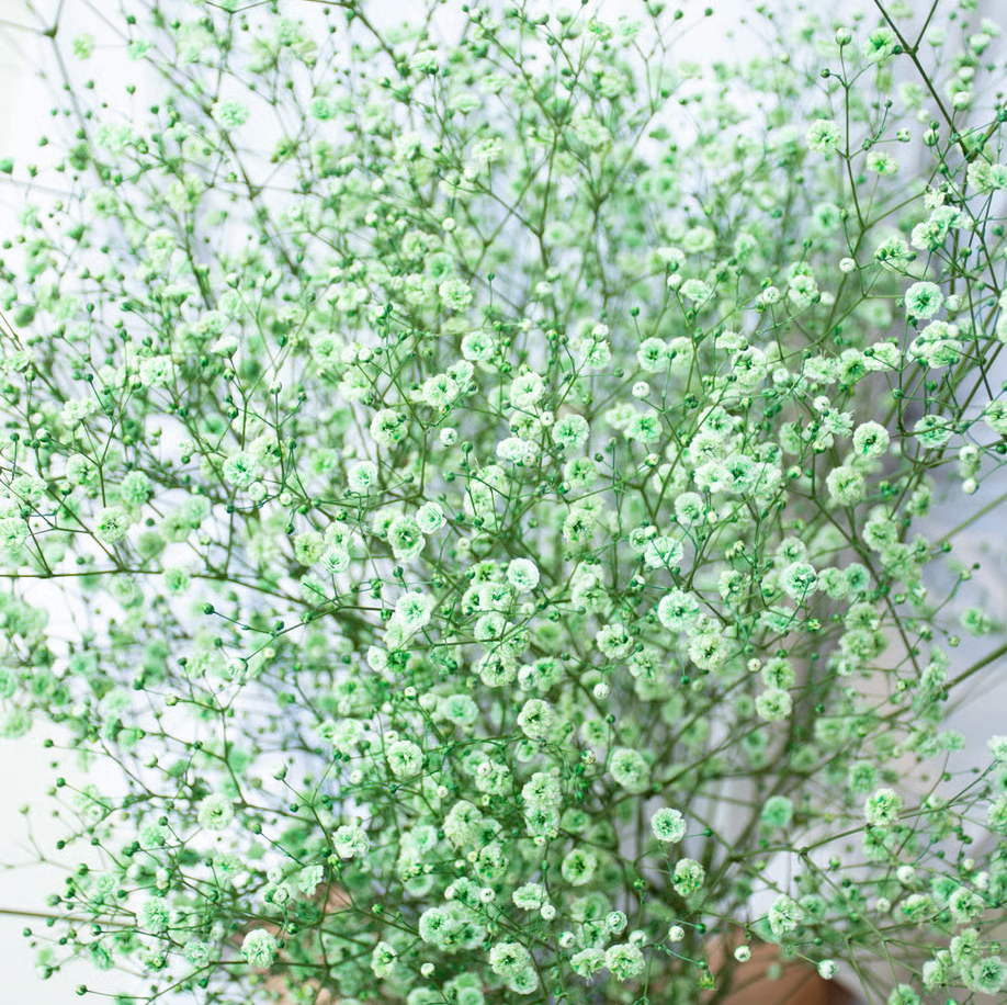 顏色隨機!! Gypsophila elegans Tinted 染め5色ミックス