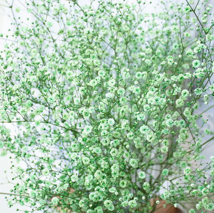 顏色隨機!! Gypsophila elegans Tinted 染め5色ミックス