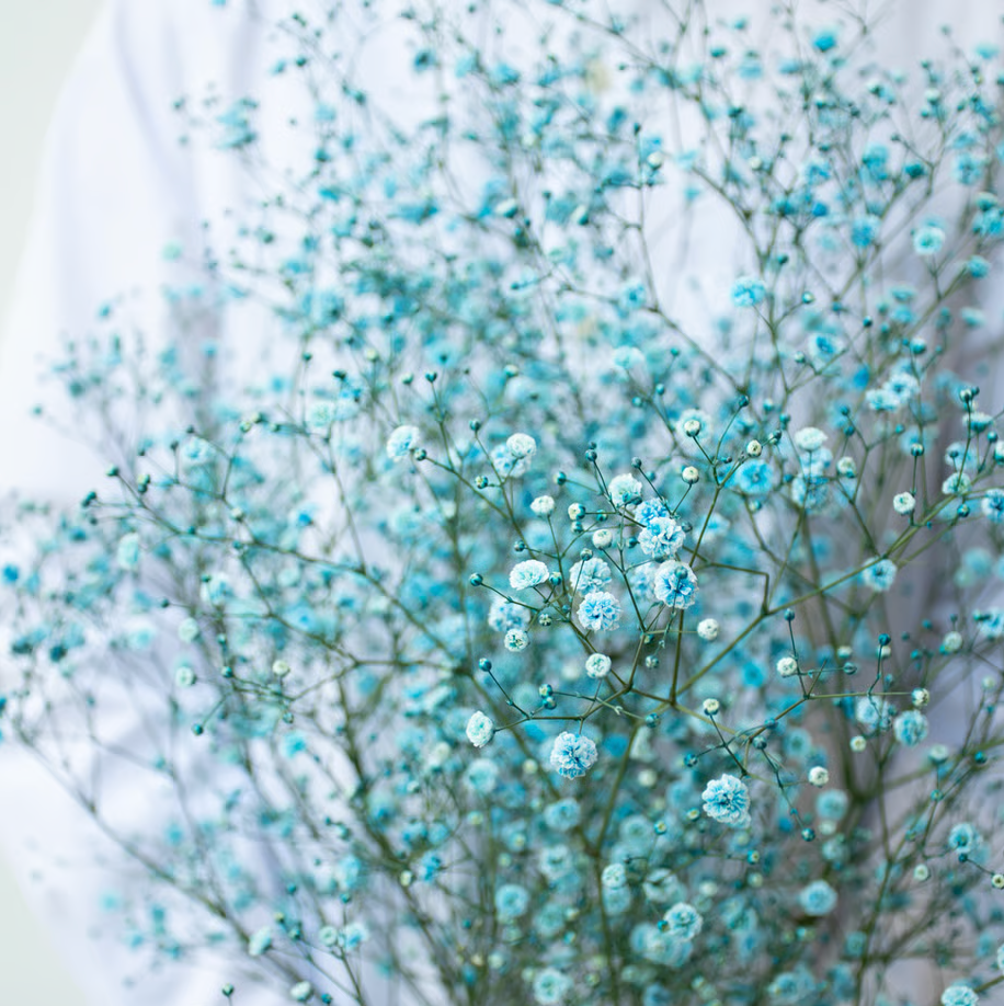 顏色隨機!! Gypsophila elegans Tinted 染め5色ミックス