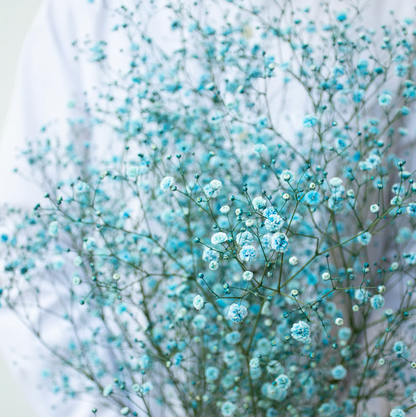 顏色隨機!! Gypsophila elegans Tinted 染め5色ミックス