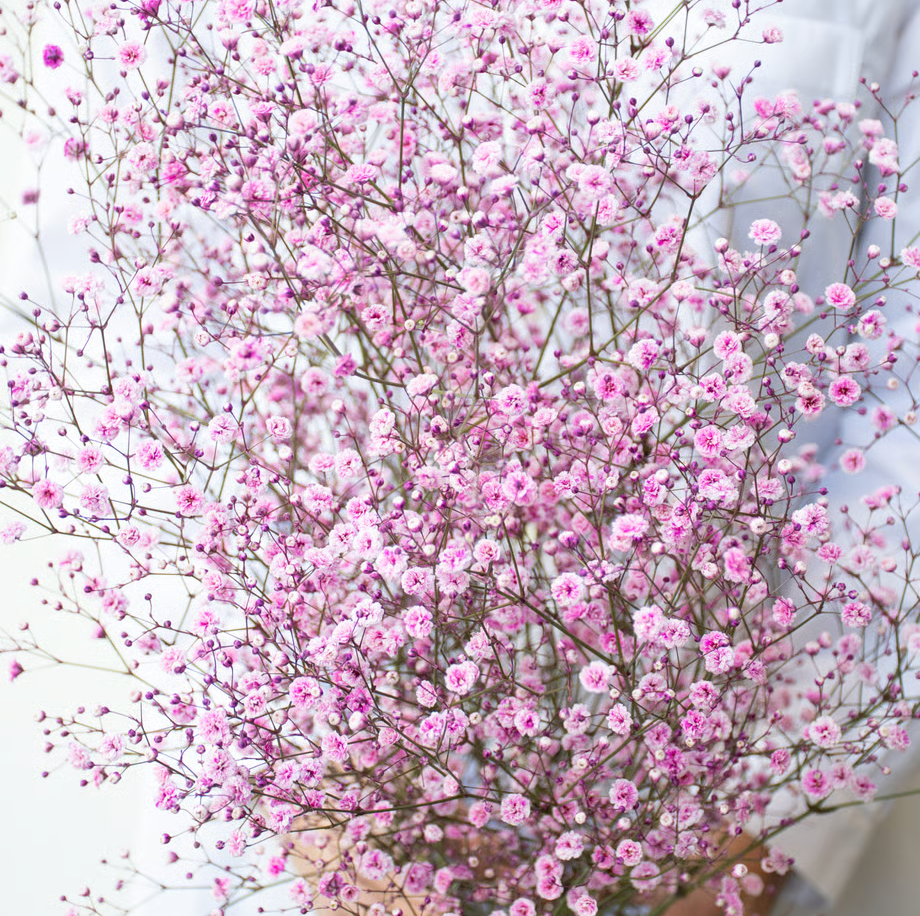 顏色隨機!! Gypsophila elegans Tinted 染め5色ミックス