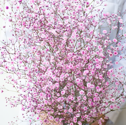 顏色隨機!! Gypsophila elegans Tinted 染め5色ミックス