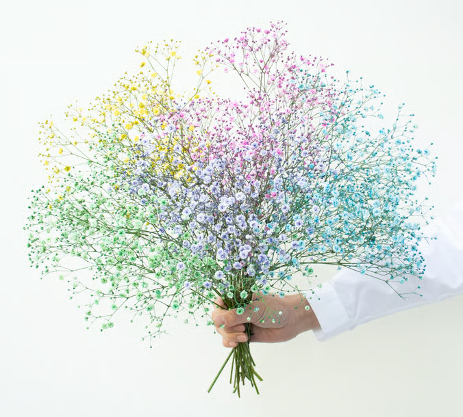 顏色隨機!! Gypsophila elegans Tinted 染め5色ミックス