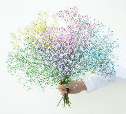 顏色隨機!! Gypsophila elegans Tinted 染め5色ミックス