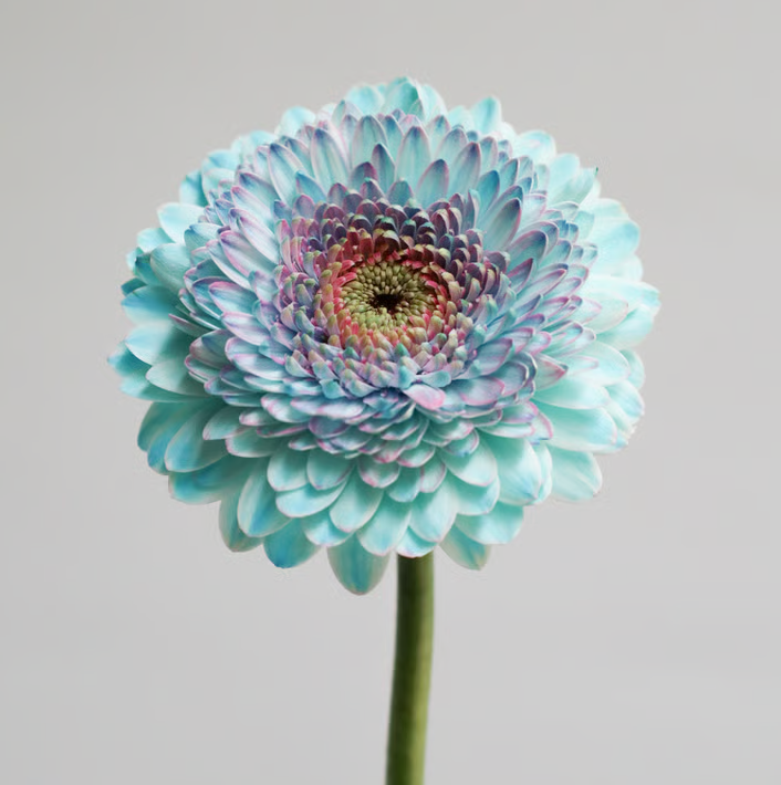 Gerbera Peach Soda Sorbet