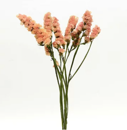 Limonium sinuatum Valencia Orange (60cm)