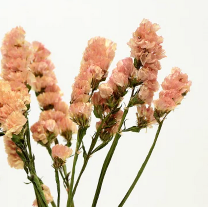 Limonium sinuatum Valencia Orange (60cm)