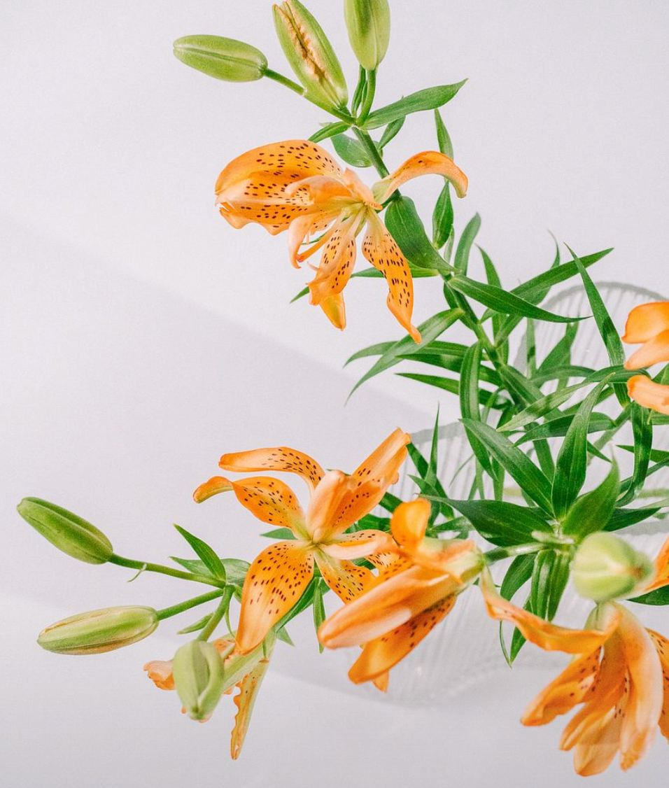 【月見】Lilium Must See (40cm)