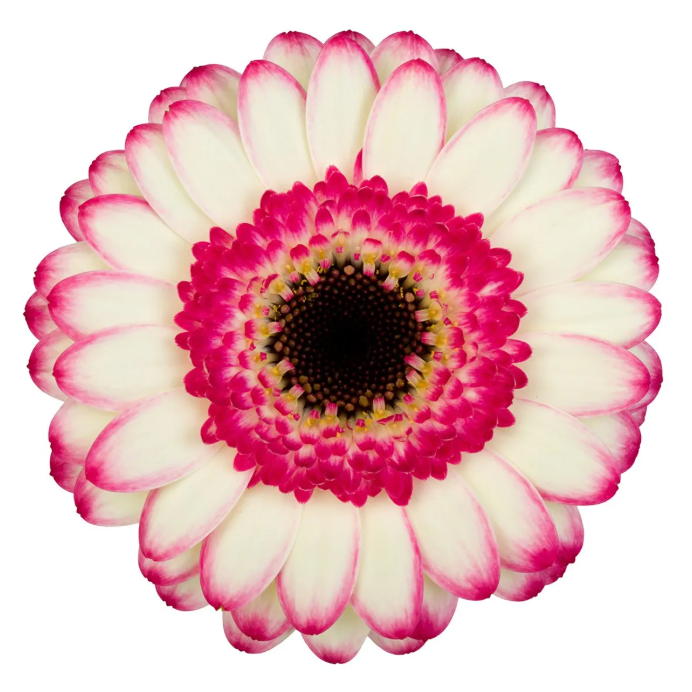 新入荷!! Gerbera Happy Hour
