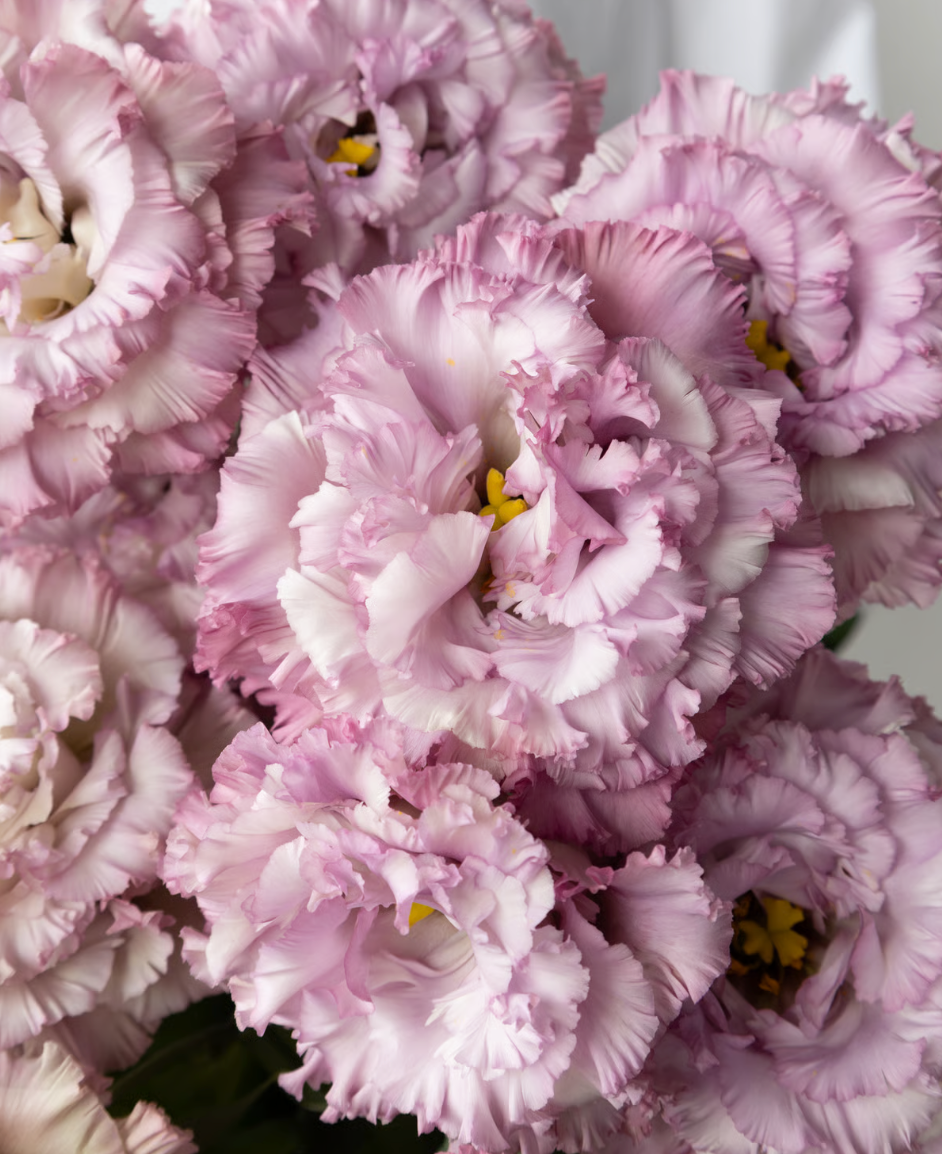 Eustoma NF Yofukashi grape (1F)