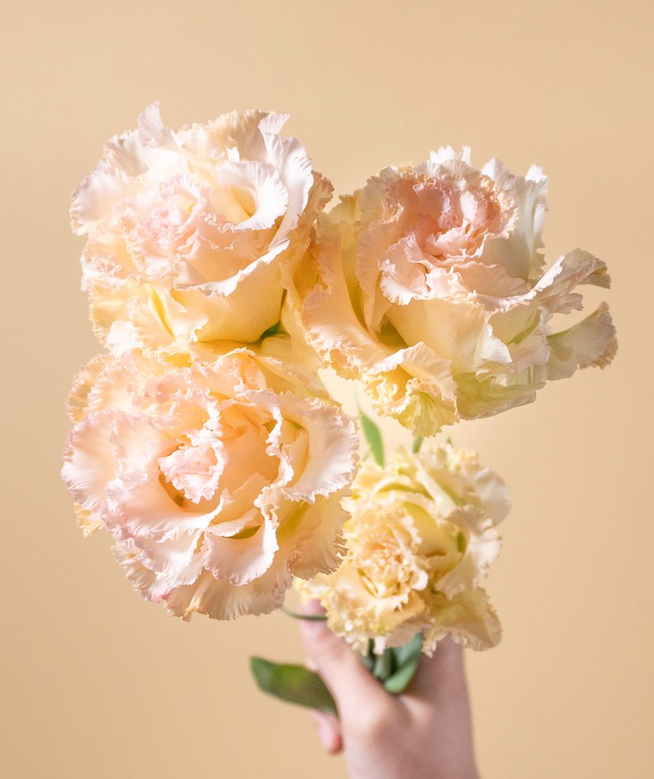Eustoma NF Mango (1F)
