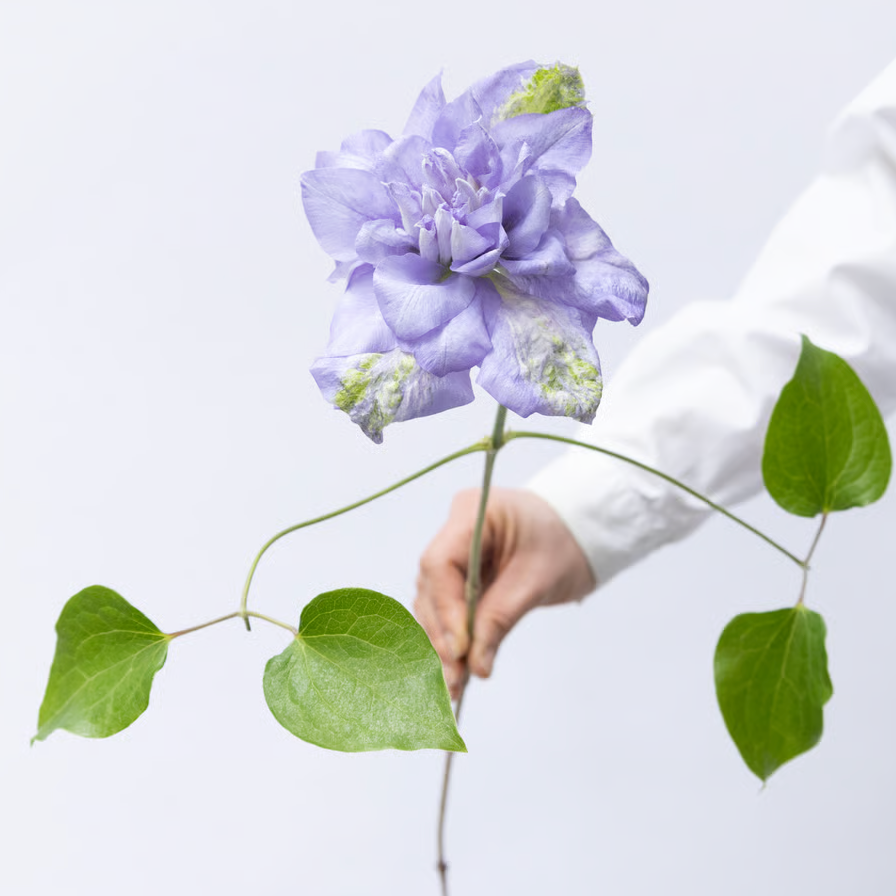 新入荷!! Clematis Florida Double Lavender (45cm)