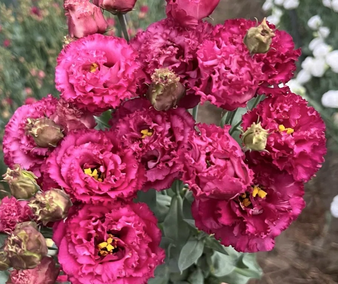 Eustoma NF Cassis Ball (1P)
