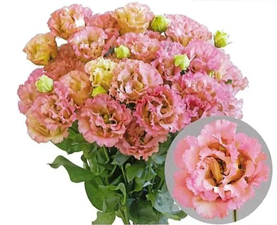 Eustoma Elece Antique Pink (１輪 )