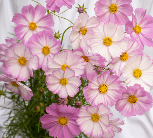 Cosmos Pink Picotee (70cm)