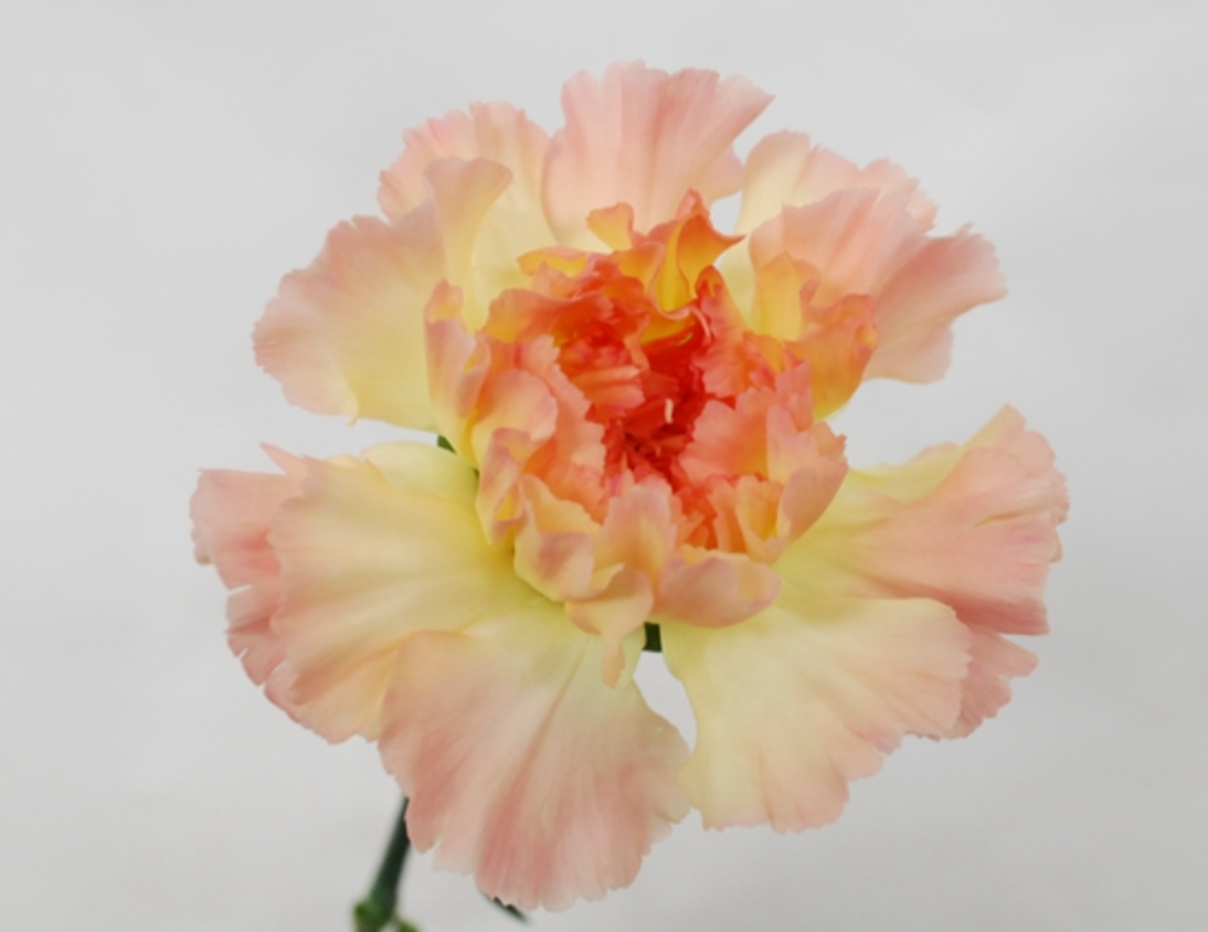 Carnation Aurora Orange (65cm)