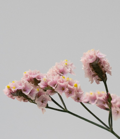 (新品種!!) Statice (Limonium sinuatum) Fair Maiden