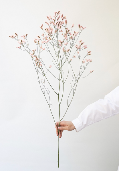 (新品種!!) Statice (Limonium sinuatum) Fair Maiden