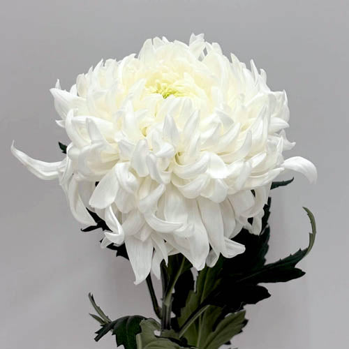 Chrysanthemum Manoa White