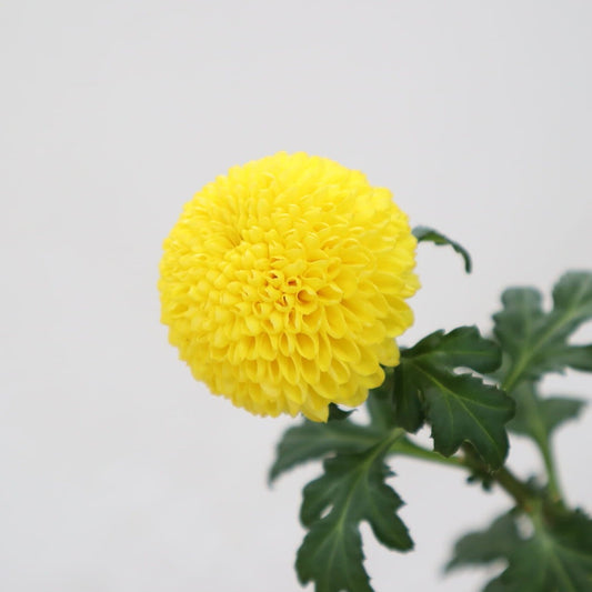 Chrysanthemum Sei Norman Sunny