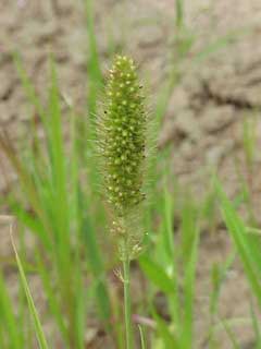 Setaria italica Awa