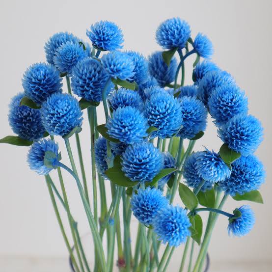 Gomphrena globosa Tinted Sky Blue (2F 40cm)