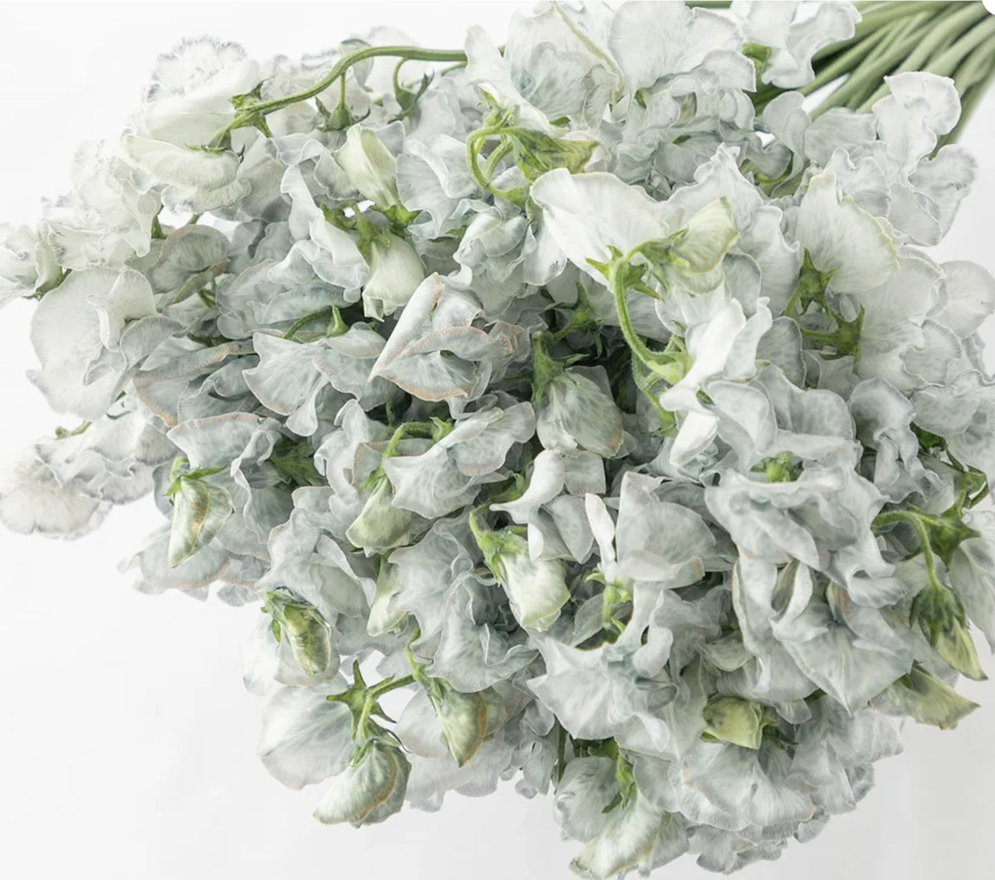 Sweet Pea Tinted Smoke Gray