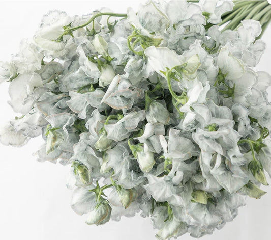 Sweet Pea Tinted Smoke Gray