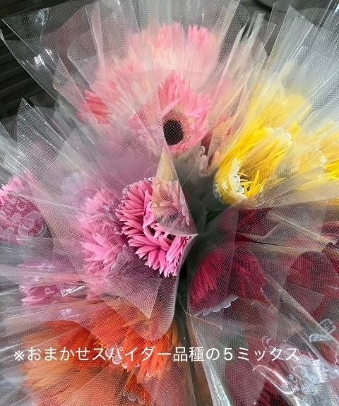 Gerbera Spider 5Mix