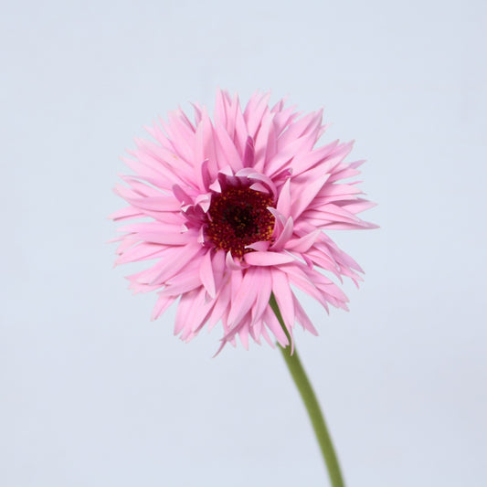 Gerbera Spider Iggy