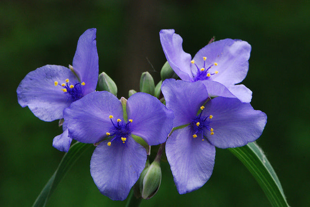 Tradescantia 紫露草