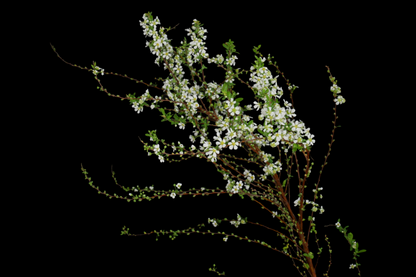 Spiraea Thunbergii 雪柳 (CNY Pre Order)