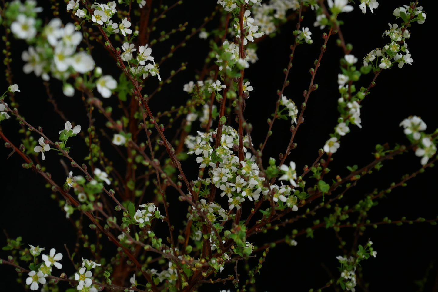 Spiraea Thunbergii 雪柳