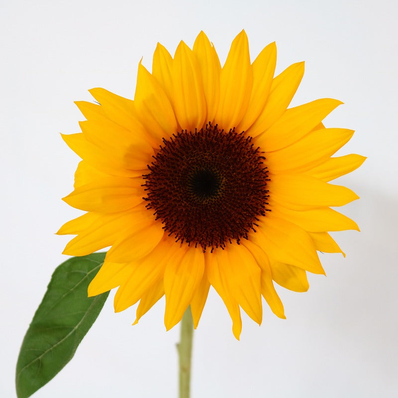 Helianthus Sunrich Orange (80cm)