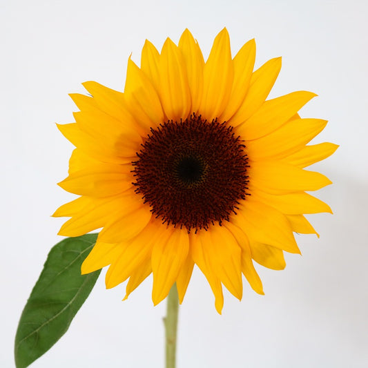 PROMO!! Helianthus Sunrich Orange