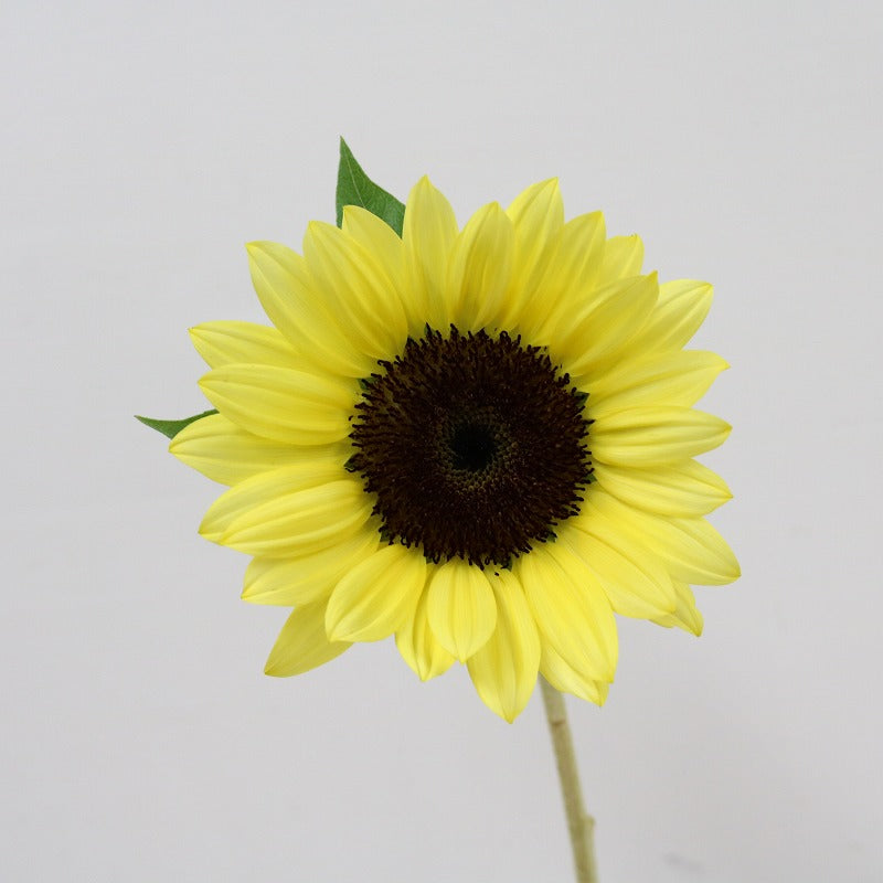 Helianthus Sunrich Pine