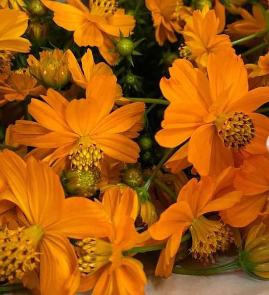 Cosmos Sunset (秀 80cm)