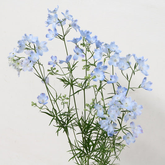 Delphinium Chiffon Blue (75cm)
