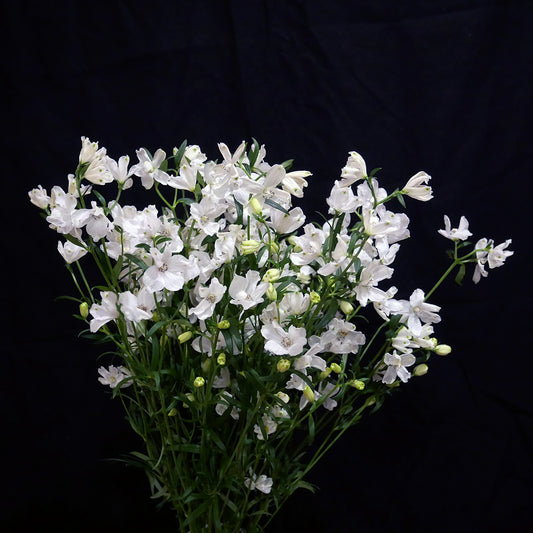 (Clearance Sale) Delphinium Silky White (70cm)