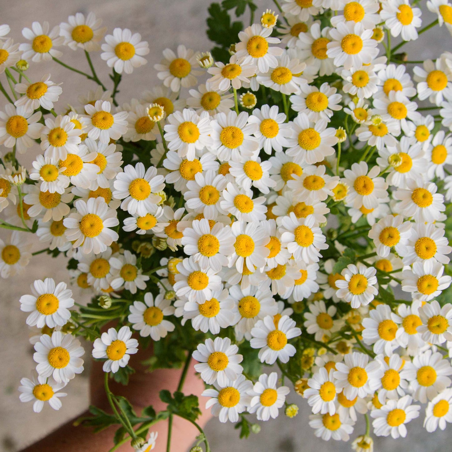 Tanacetum Single Vegmo (60cm)