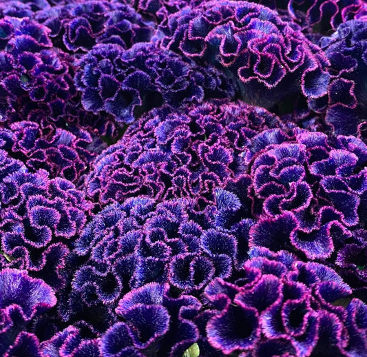 Celosia 石化 Tinted Deep Purple