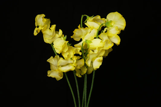 Sweet Pea Tinted Yellow (MOQ : 50Stems/Bunch) ETA 23 Jan 2025