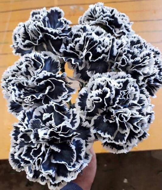 Carnation Tinted Black