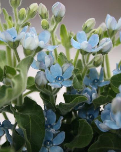 Tweedia Pure Blue